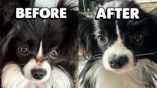 Tear Staining in Dogs: How Daisy Cleared Hers Up in Just 3 Weeks