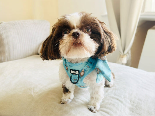 A shih tzu in a xxs dog step-in harness for nervous puppies