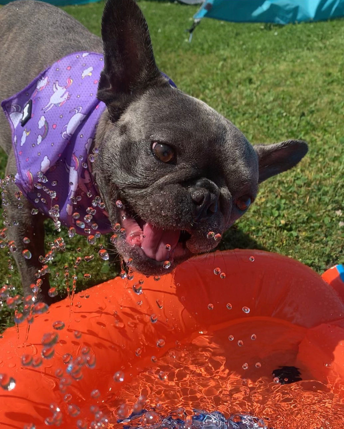 Keep dogs cool with cooling bandanas