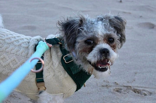 How to stop a dog pulling on a lead