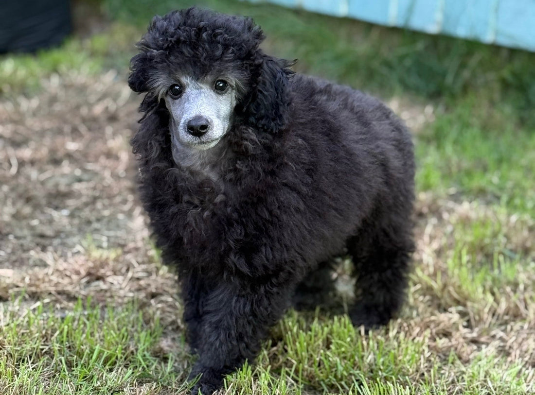 Bringing Home a New Puppy? Here's Everything You Need for a Paw-fect Start 🐾