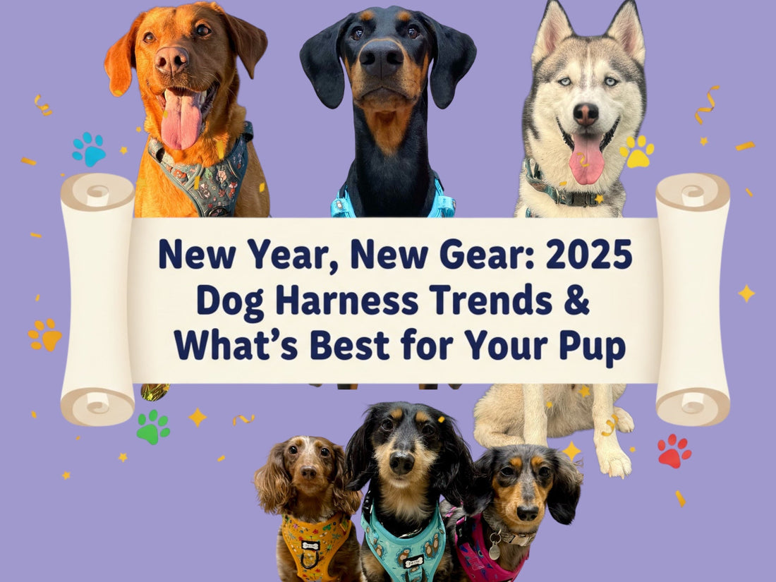 New Year, New Gear: 2026 Dog Harness Trends & What's Best for Your Pup