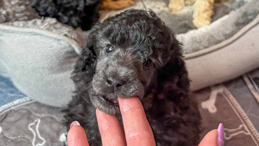Puppy teething guide