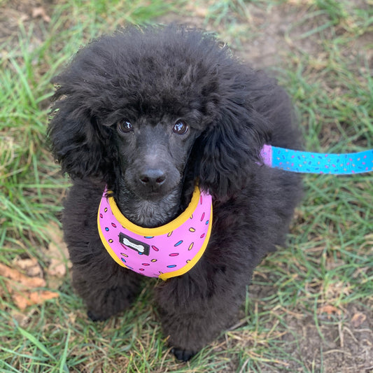 Pup Chic Boutique | Should I walk my puppy blog