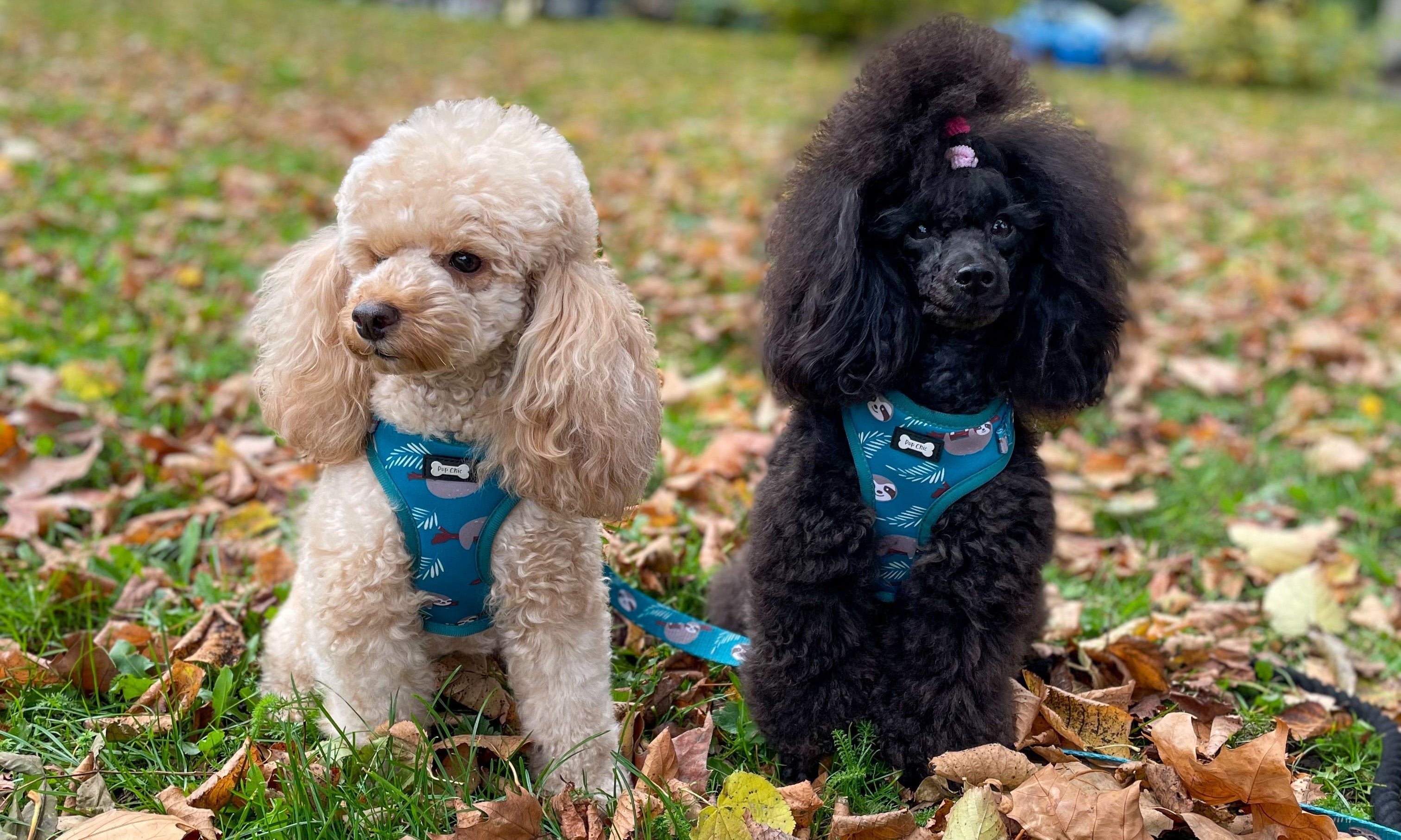 Are Poodles Easy to Train? Everything You Need to Know - Pup Chic Boutique