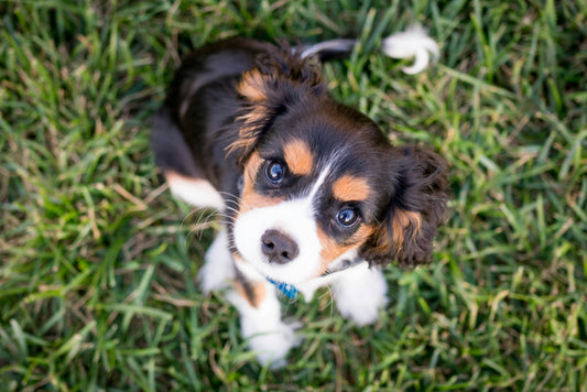 Which Puppy is Right for You? Take the Quiz to Find Out!