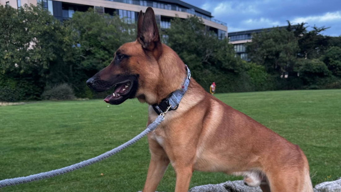 Best Collars for Puppies UK Guide 2025: Safe & Stylish Choices - Pup Chic Boutique