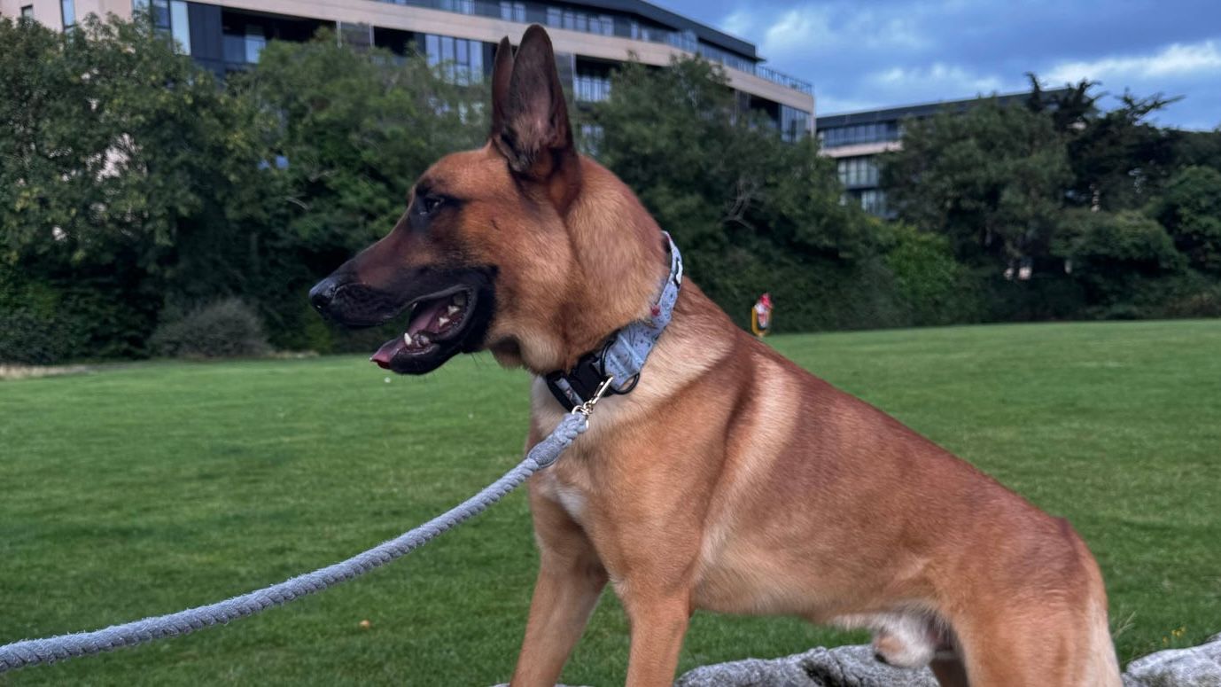 Best Collars for Puppies UK Guide 2025: Safe & Stylish Choices - Pup Chic Boutique