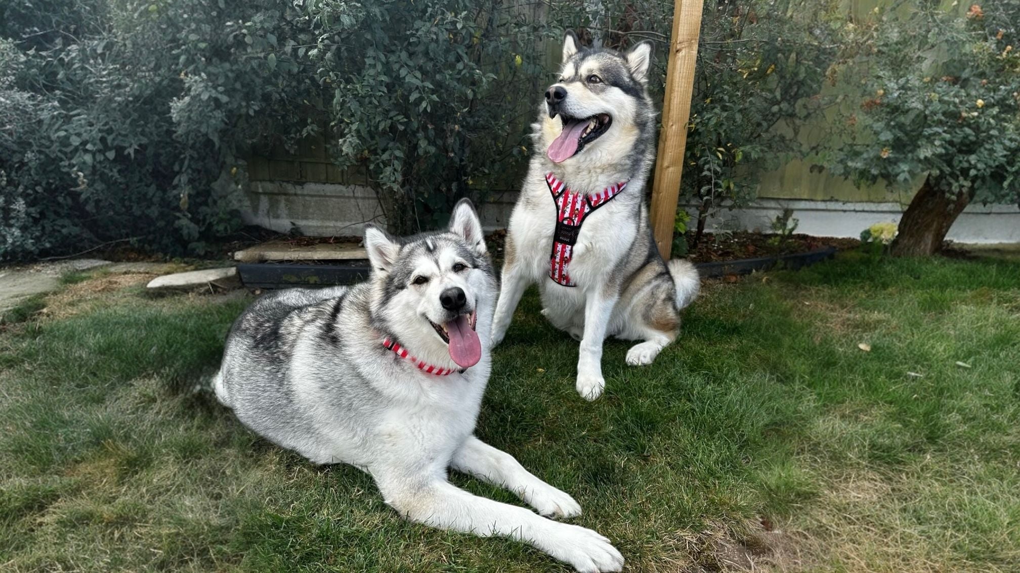 Best Dog Harness for Pulling UK: Top Picks for 2025 - Pup Chic Boutique