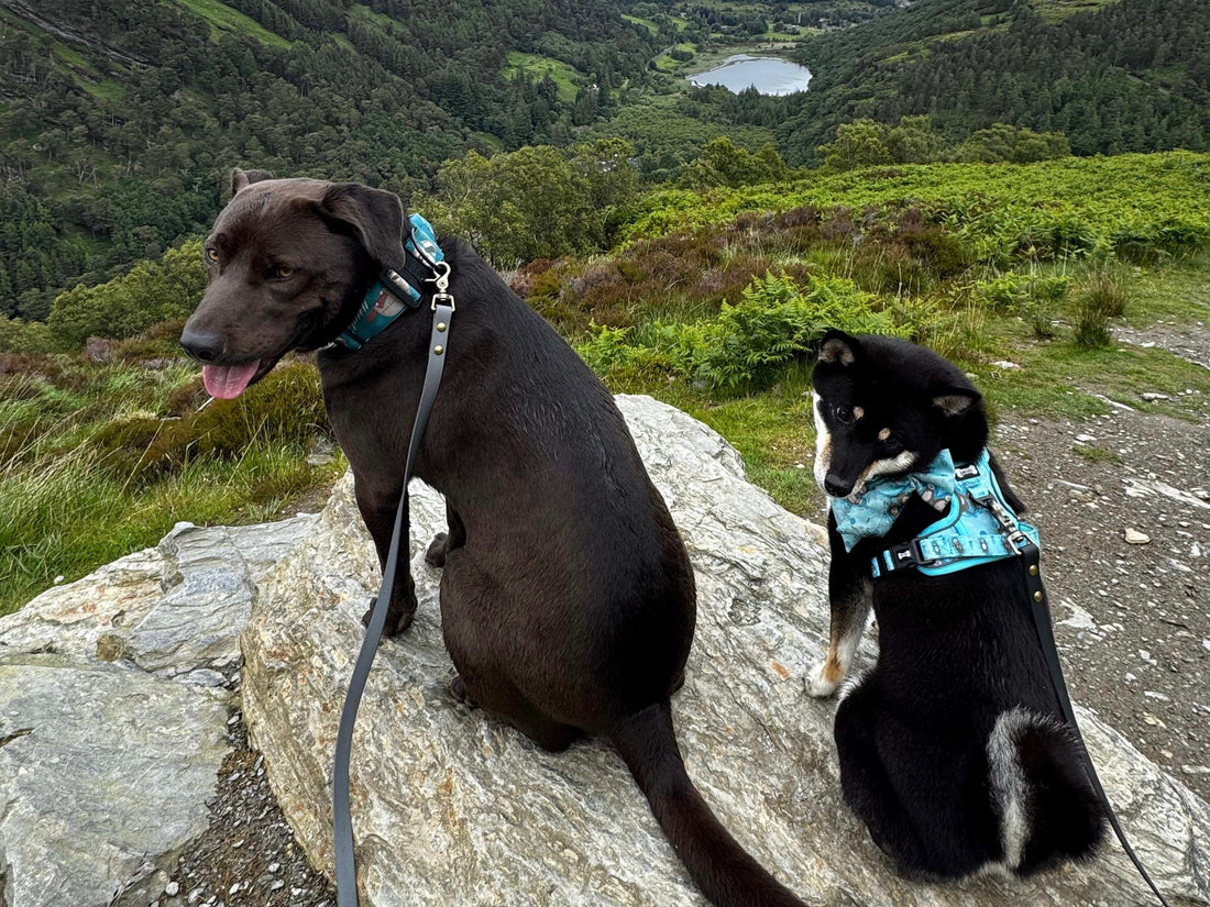 Best Dog Hiking Accessories for UK Owners and Puppies - Pup Chic Boutique