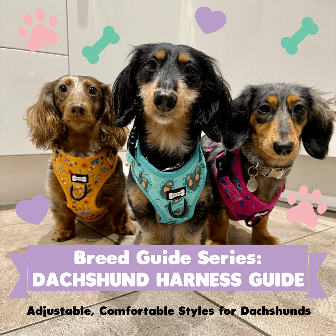 Breed Guide Series: Dachshund Harness Guide – Adjustable, Comfortable Styles for Long-Backed Dogs - Pup Chic Boutique
