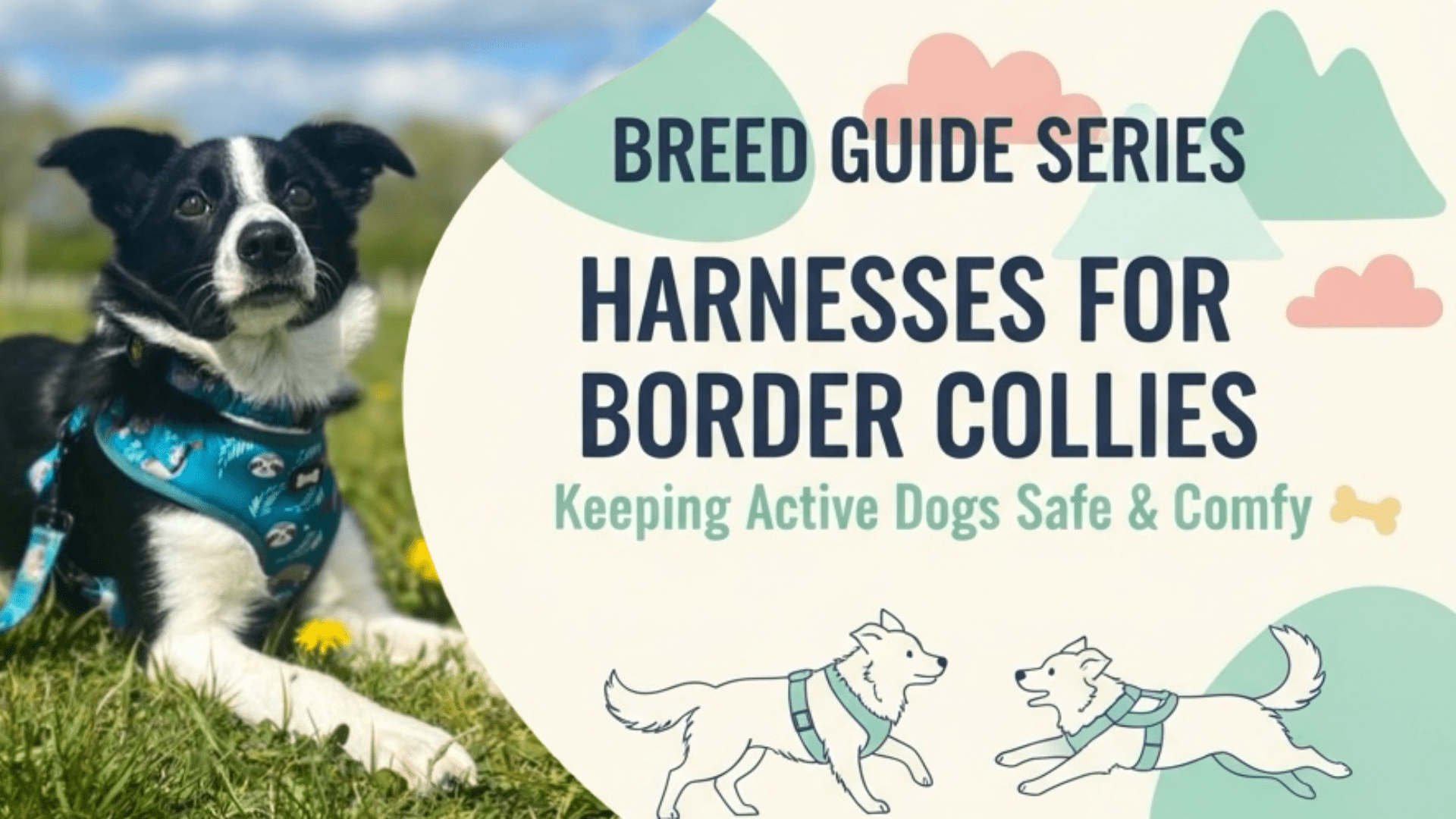 Breed Guide Series: Harnesses for Border Collies – Keeping Active Dogs Safe &amp; Comfy - Pup Chic Boutique