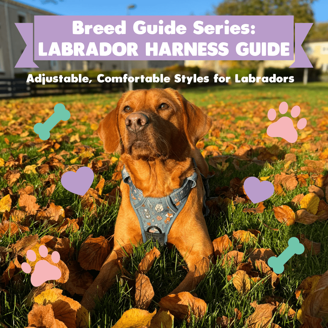 Breed Guide Series: Labrador Retriever Harness Guide — Adjustable, Comfortable Styles for Active Dogs - Pup Chic Boutique