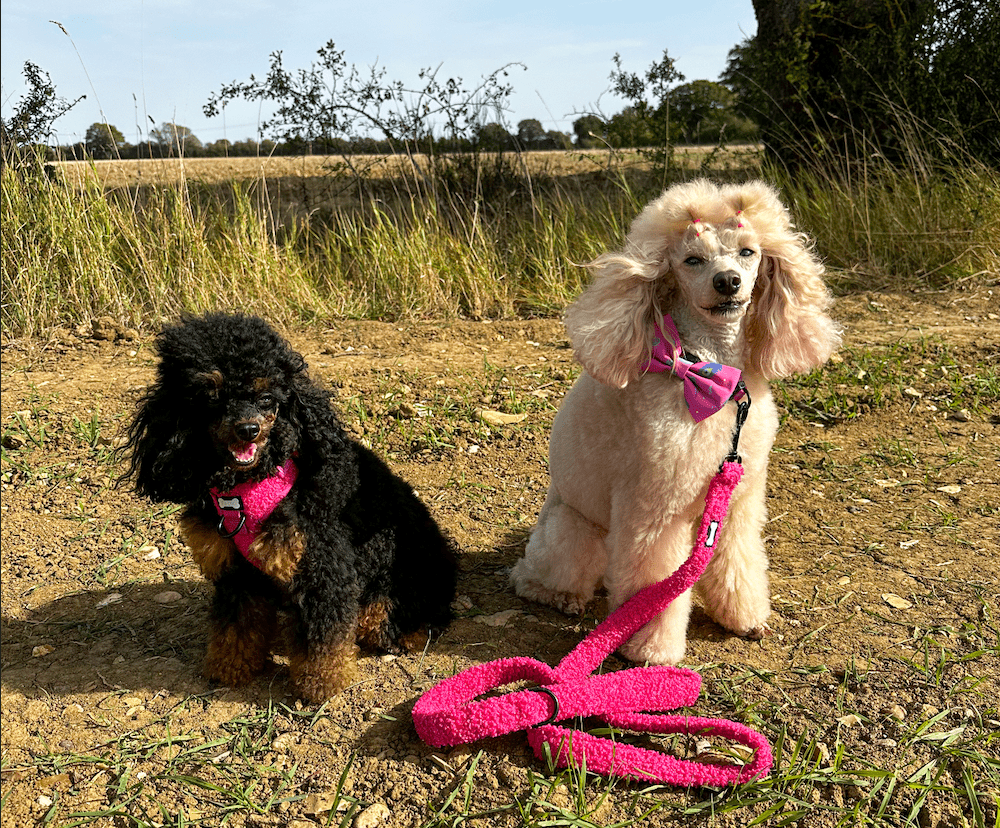 Collar or Harness for Your Dog: Making the Right Choice - Pup Chic Boutique