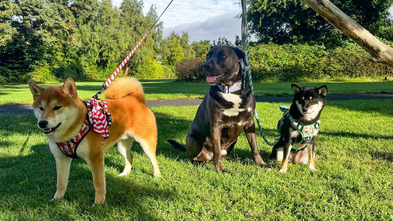 Dog Harness vs Collar: Best Choice for UK Dog Owners – Pup Chic Boutique