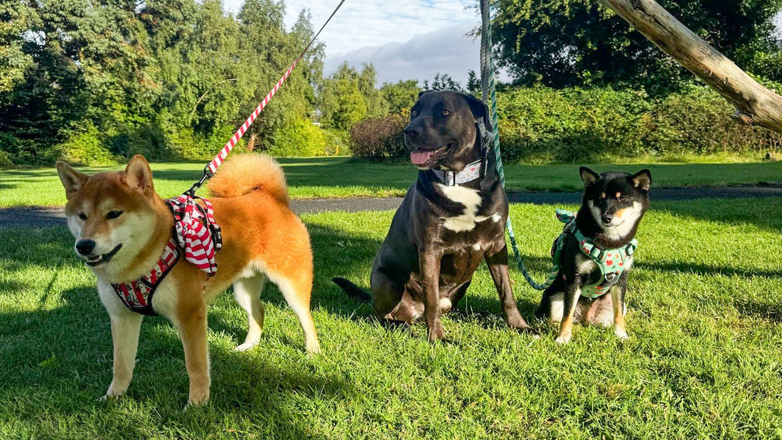 Dog Harness vs Collar: Best Choice for UK Dog Owners - Pup Chic Boutique