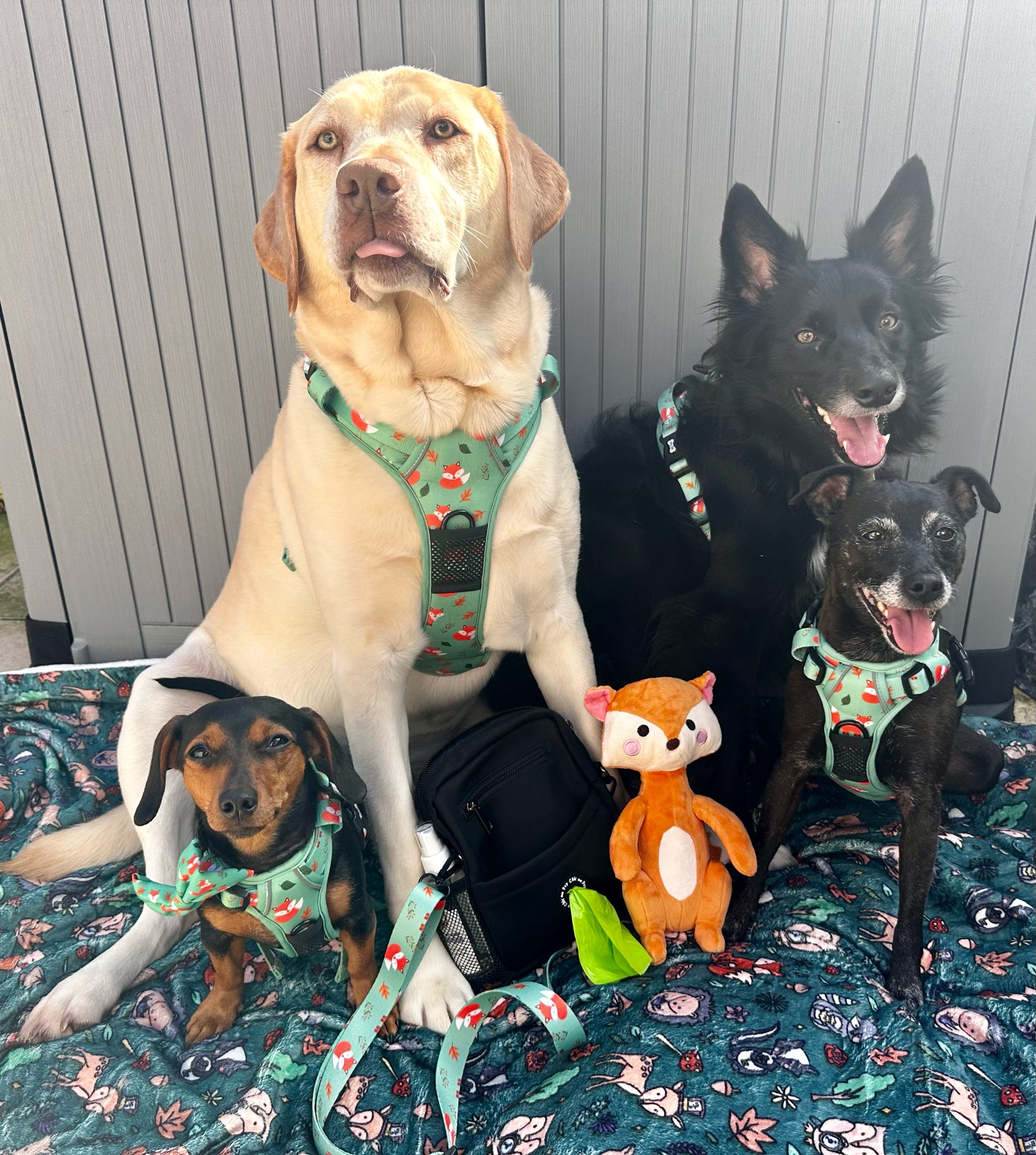 Finding the perfect fit dog harness - Pup Chic Boutique