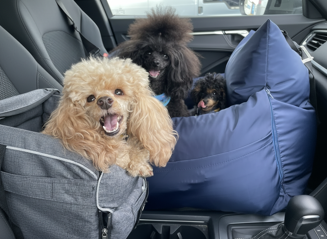 Dog Travel Safety Essentials: Harnesses, Leads & Accessories for Safe Car Journeys