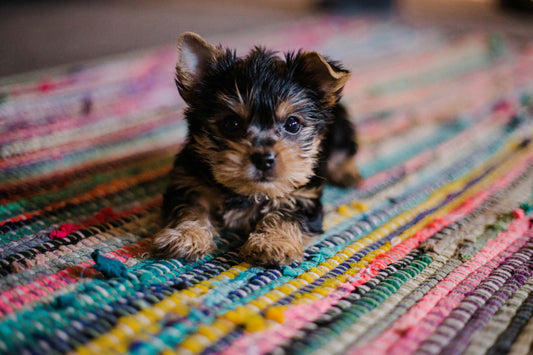 Yorkshire Terrier puppy. Puppy gotcha day, bringing puppy home tips. Photo credit: Unsplash  oddityandgrace