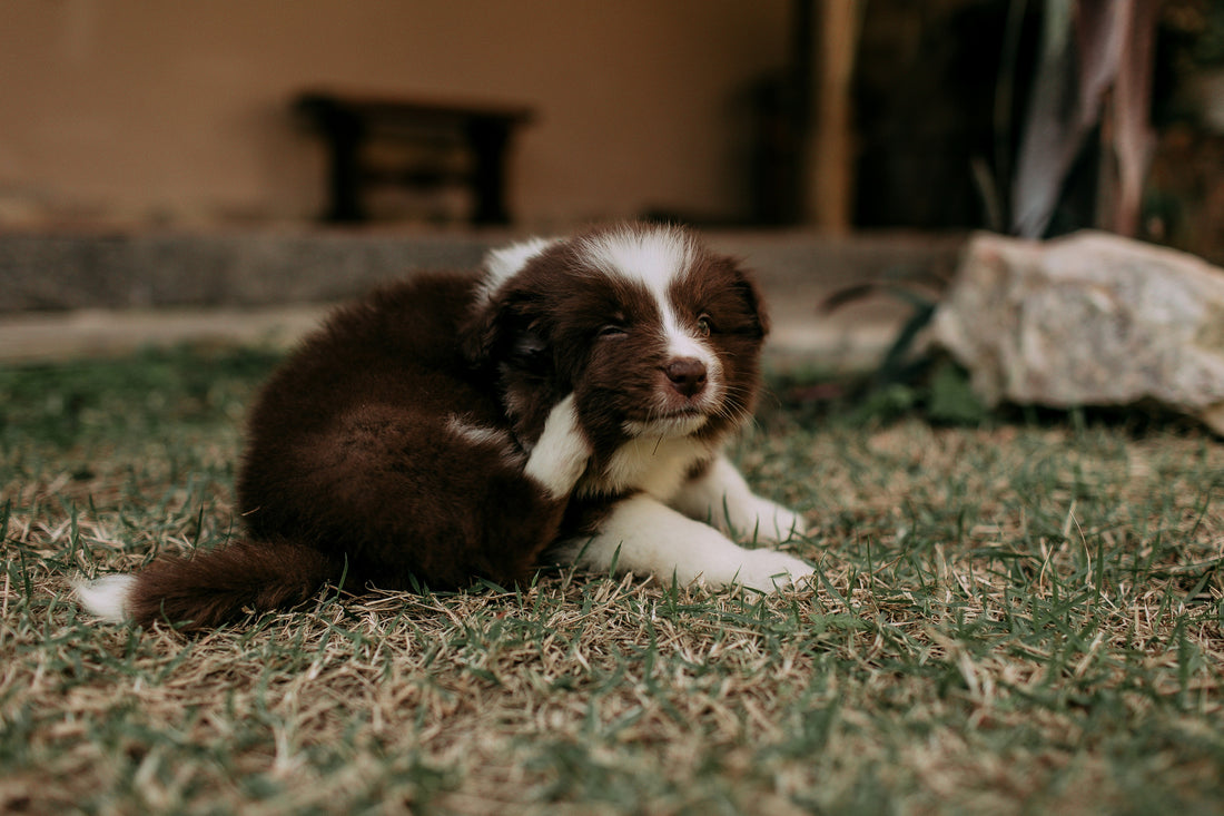 Natural Allergy Relief for Dogs: How to Soothe Itchy Skin This Spring