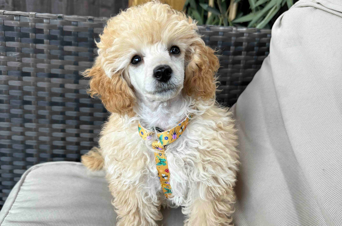 How to Choose the Perfect Puppy for Your Lifestyle: A First-Time Dog Owner’s Guide 🐶 - Pup Chic Boutique