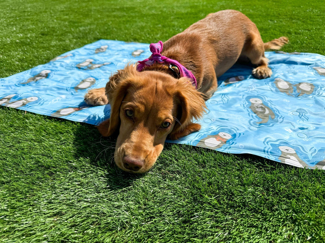 How to Make Your Dog’s Cooling Mat Last Longer: Tips for Happy, Chill Pups 🐾 - Pup Chic Boutique
