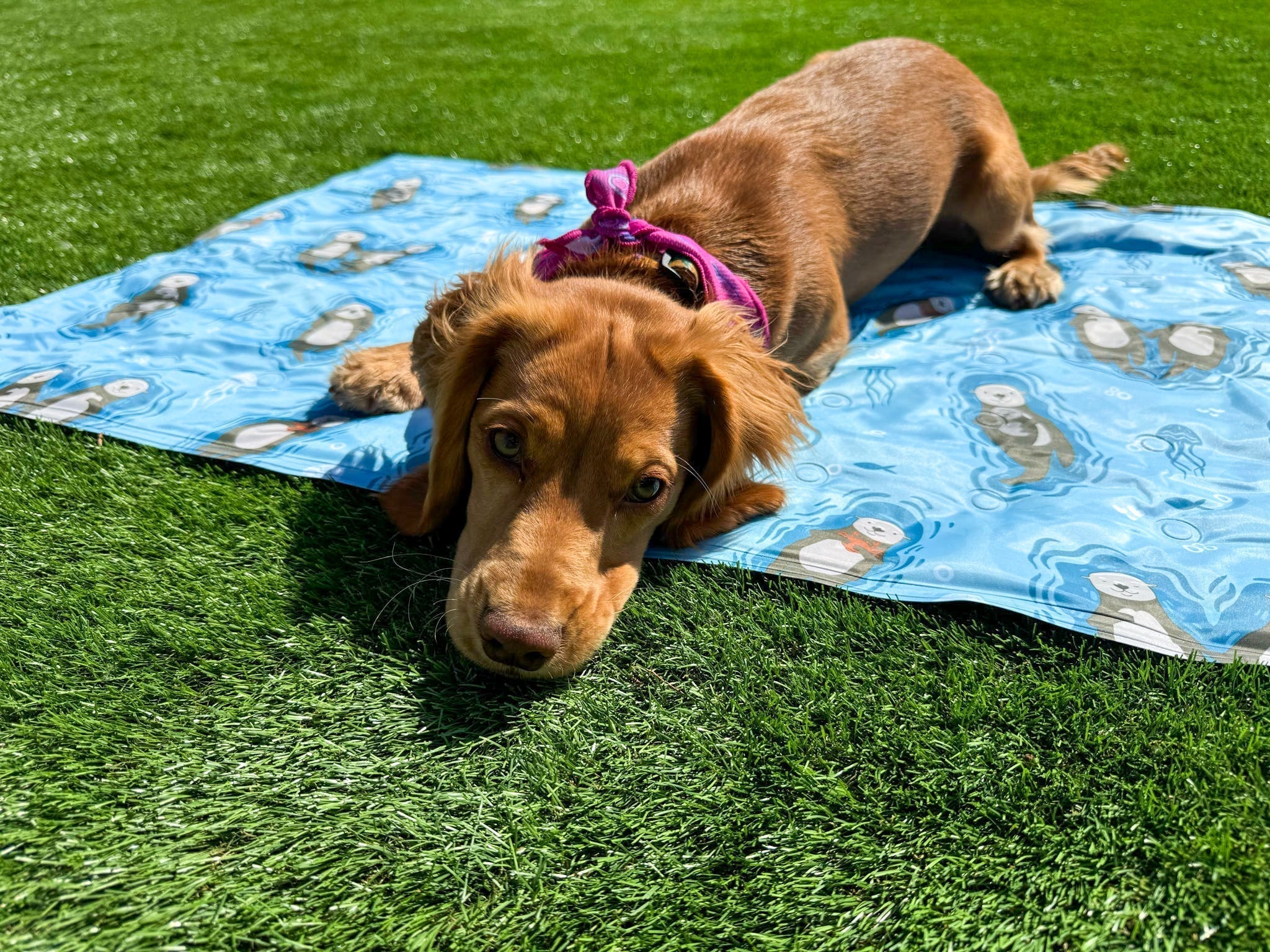 How to Make Your Dog’s Cooling Mat Last Longer: Tips for Happy, Chill Pups 🐾 - Pup Chic Boutique
