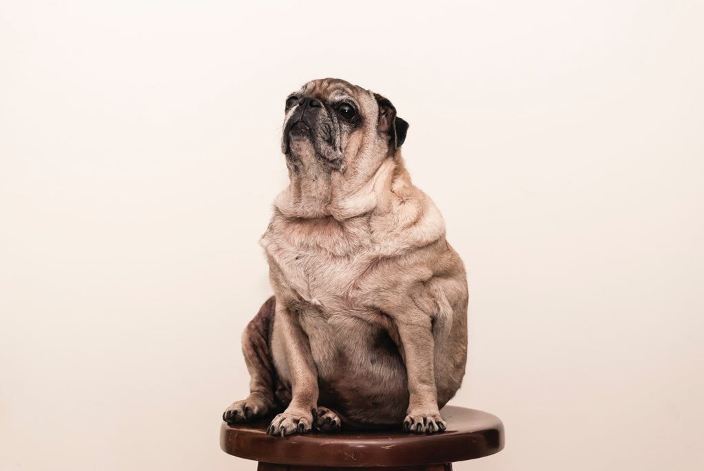 Is my dog fat?