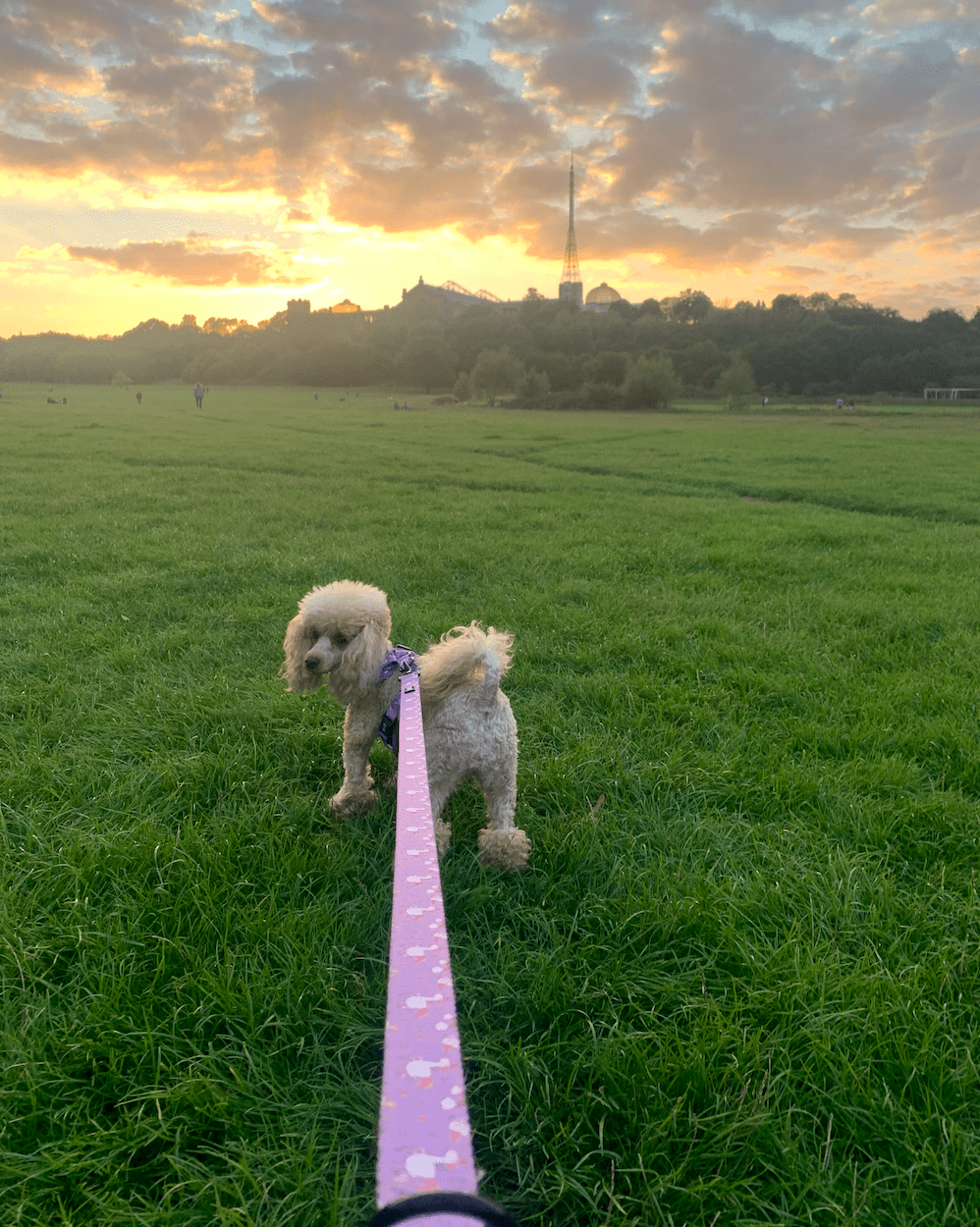 Mastering No-Pull Training for Your Dog: A Comprehensive Guide - Pup Chic Boutique