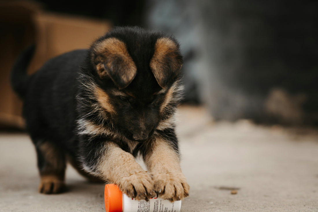 Puppy proofing guide