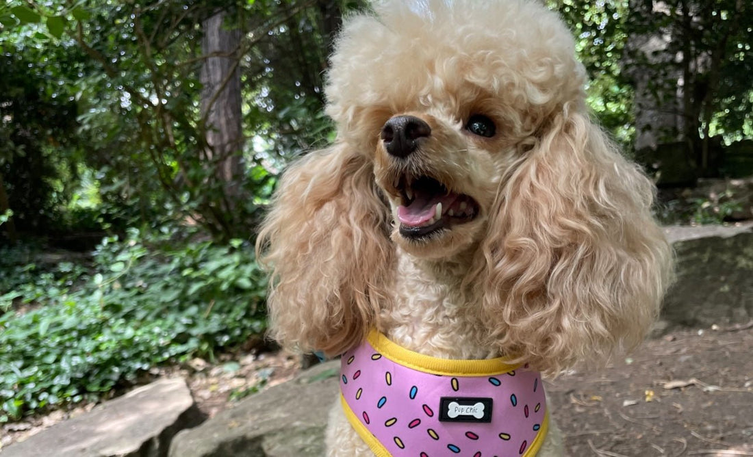 Poodles: The intelligent, EASY TO TRAIN and loyal companion - Pup Chic Boutique