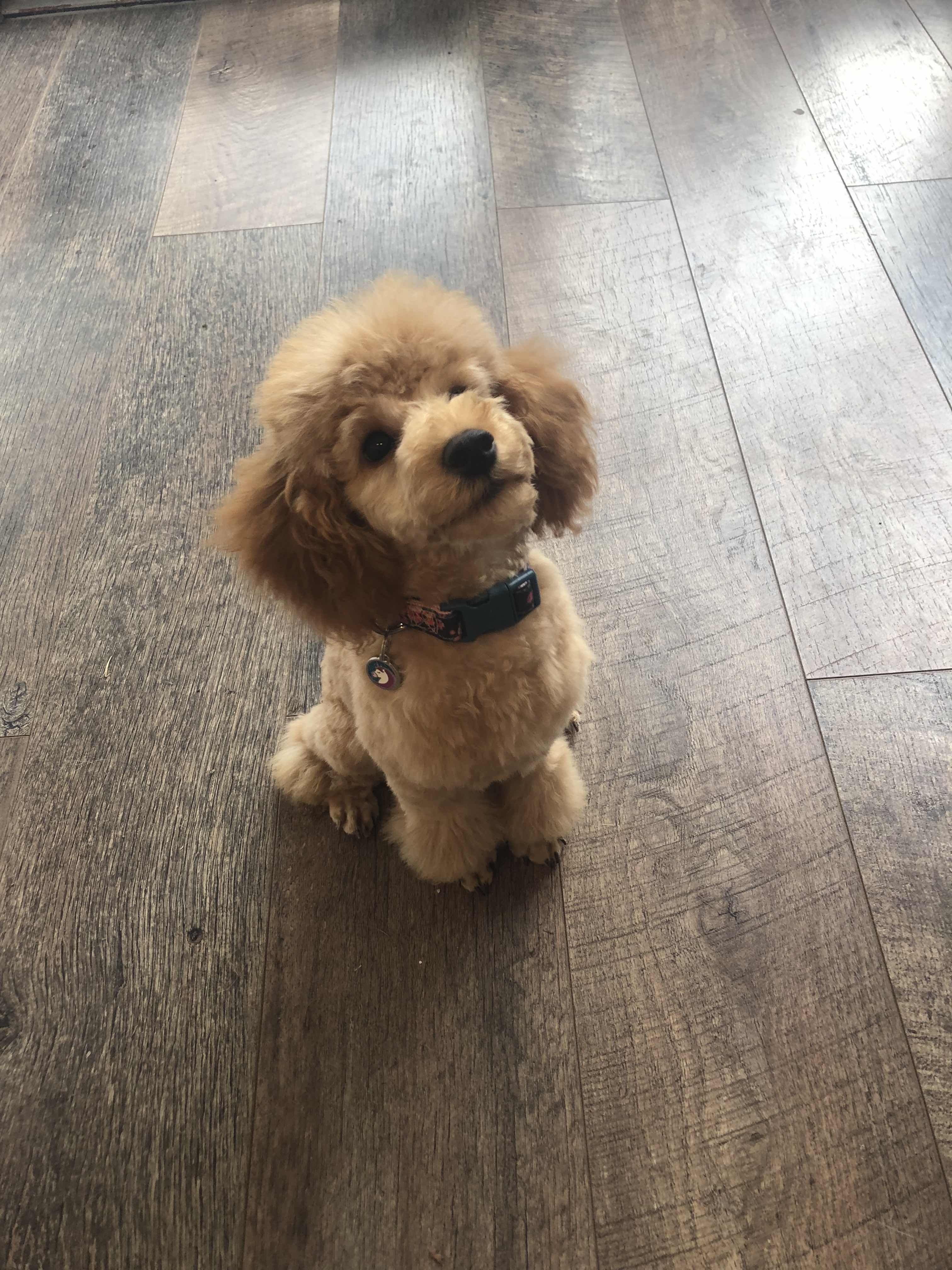 Puppy grooms - Pup Chic Boutique