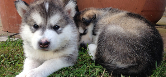 Puppy training - toilet training