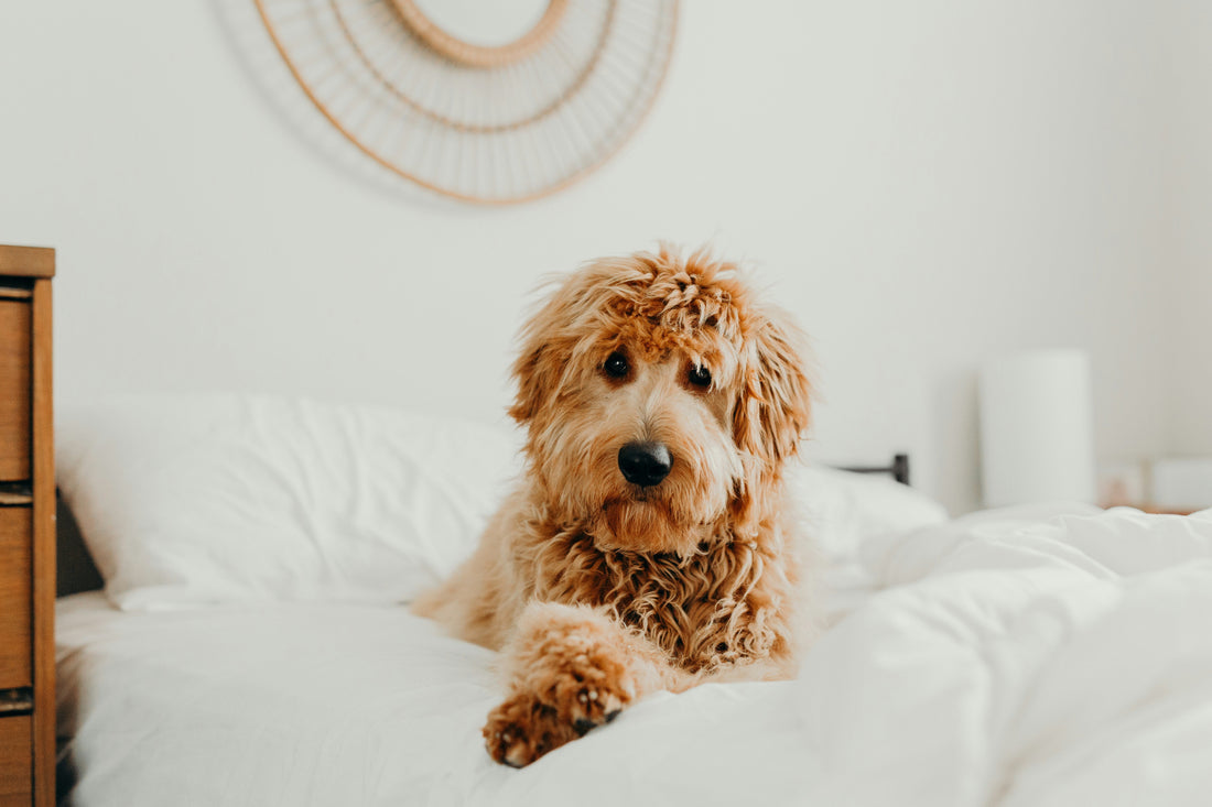 The Golden Doodle Craze: Unveiling the UK's Most Popular Canine Companion - Pup Chic Boutique