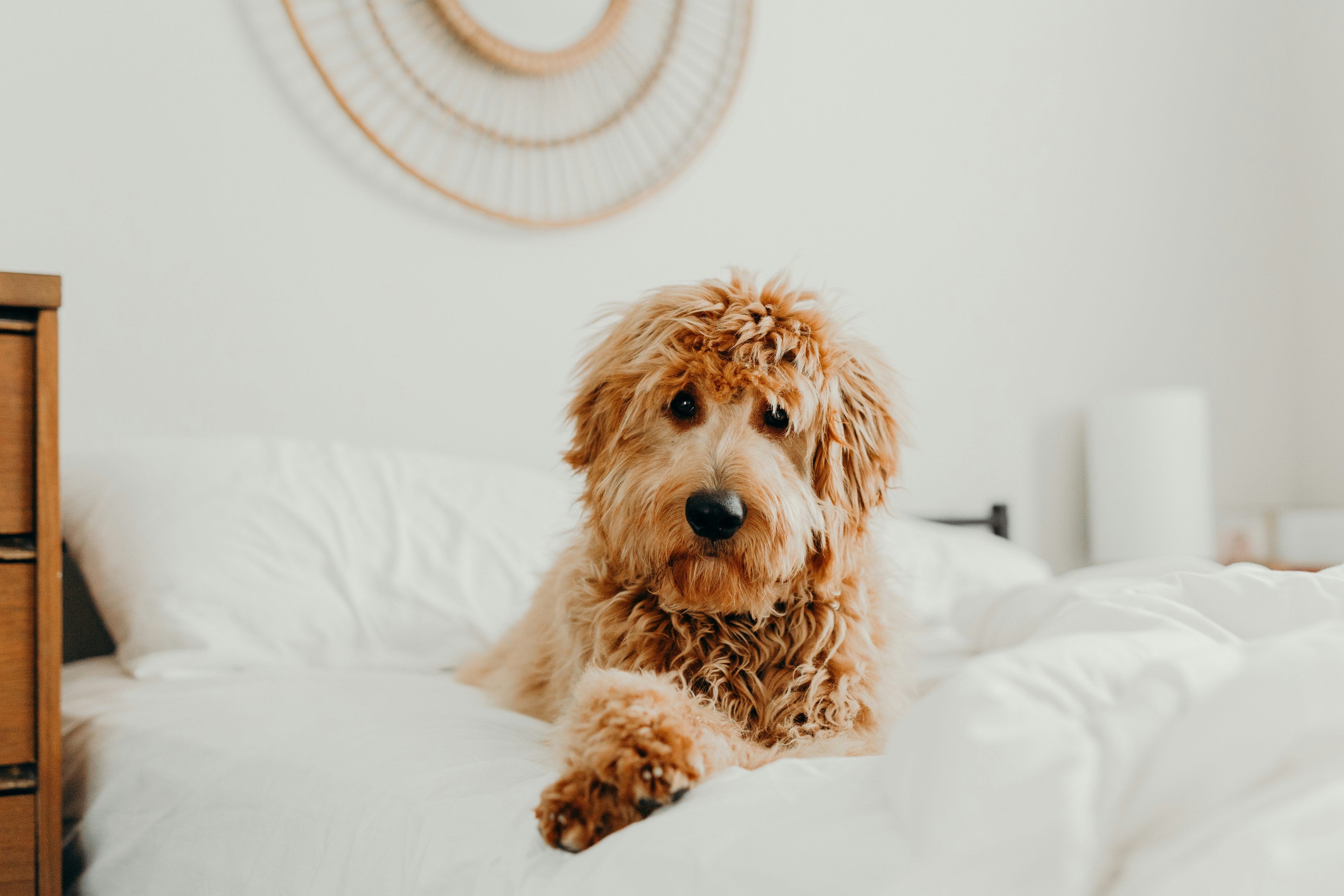 The Golden Doodle Craze: Unveiling the UK's Most Popular Canine Companion - Pup Chic Boutique