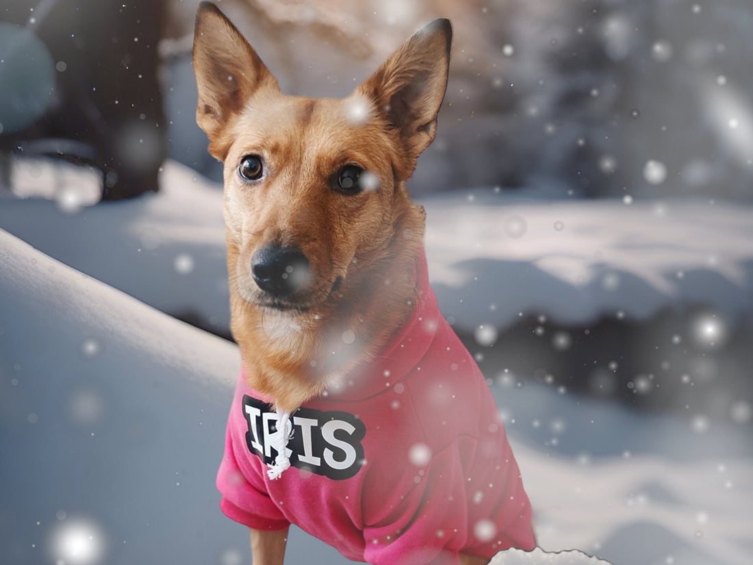 The Importance of Dog Coats in Cold Weather: Keeping Your Furry Friend Warm and Healthy - Pup Chic Boutique
