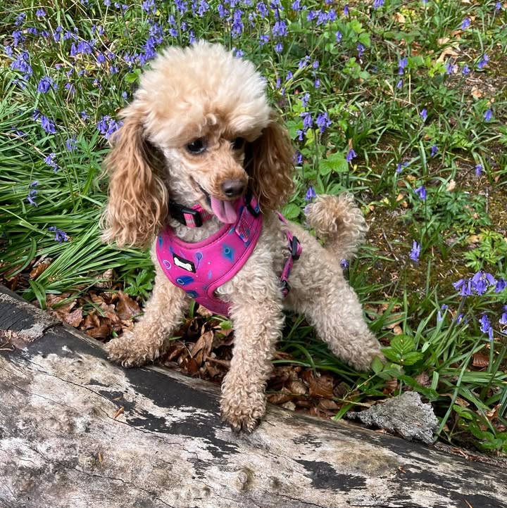 The Secret to Keeping Your Dog Comfortable and Chic During Walks - Pup Chic Boutique