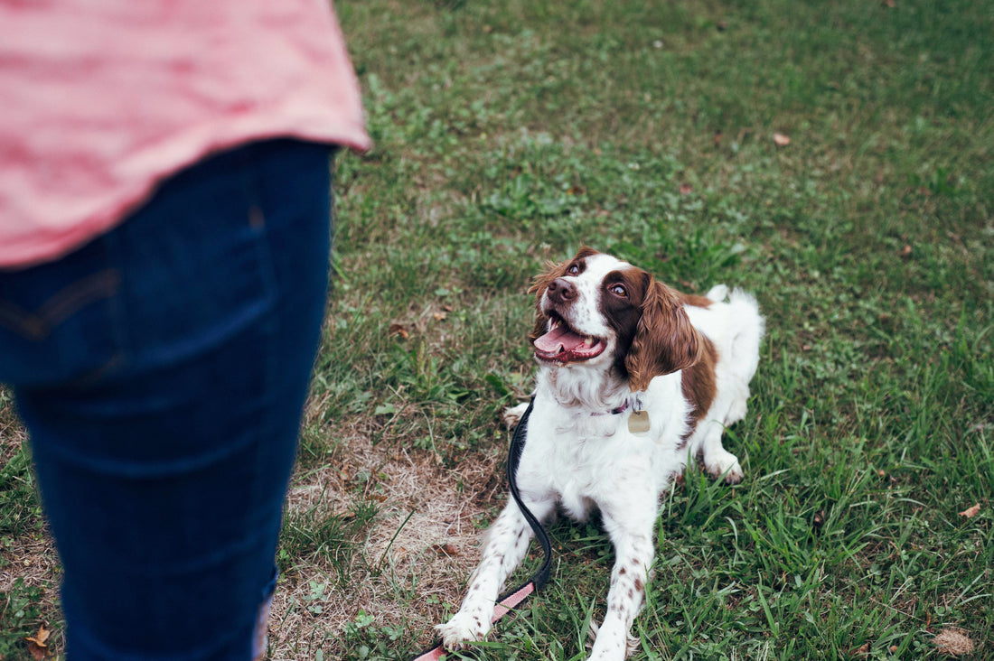 What is Force-Free Dog Training? Dog Trainer & Behaviourist Explains - Pup Chic Boutique
