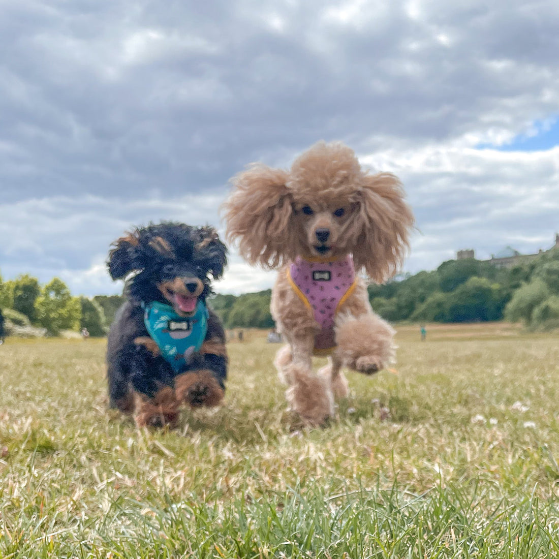 What supplements do I need for my dog? - Pup Chic Boutique