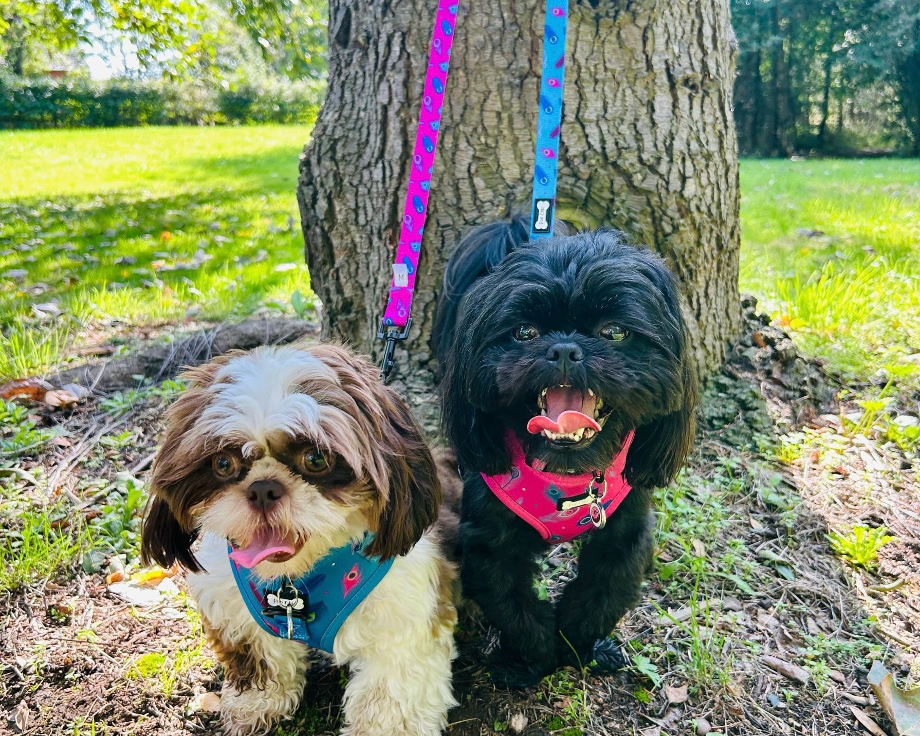 Why Our Step-In Harness Grows with Your Puppy — and the 20 % Upgrade You Won’t Find Anywhere Else - Pup Chic Boutique