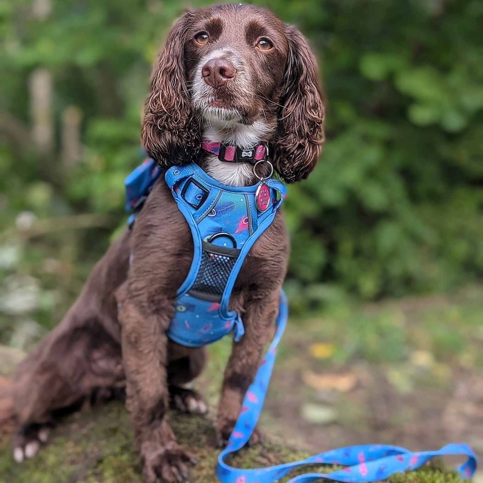 Shop for small size dogs