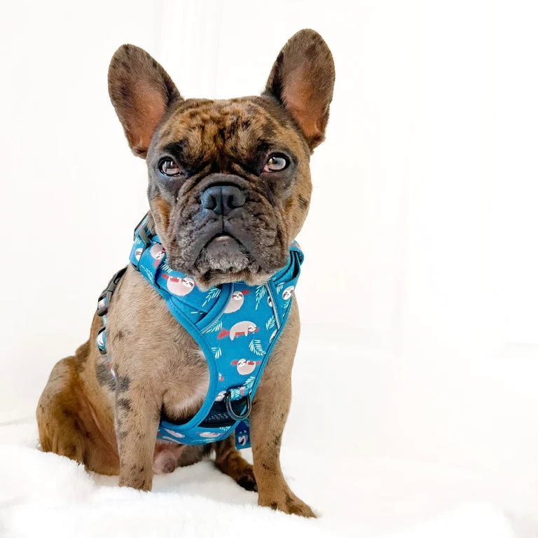 Shop for medium size dogs