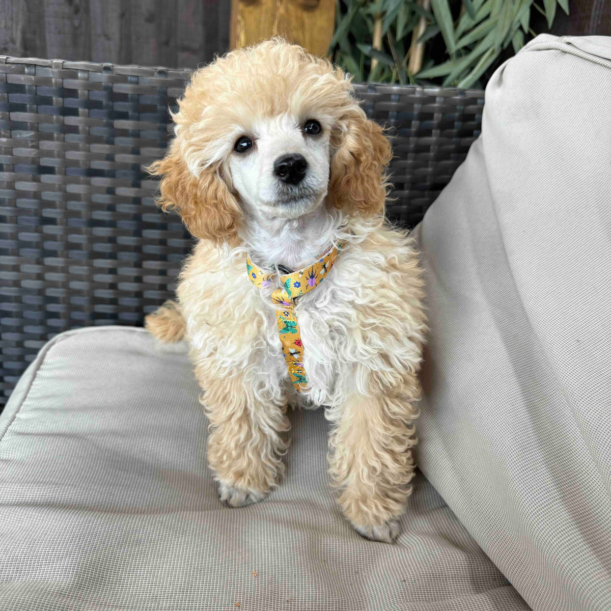 Puppy Essentials – Everything You Need for Your New Puppy