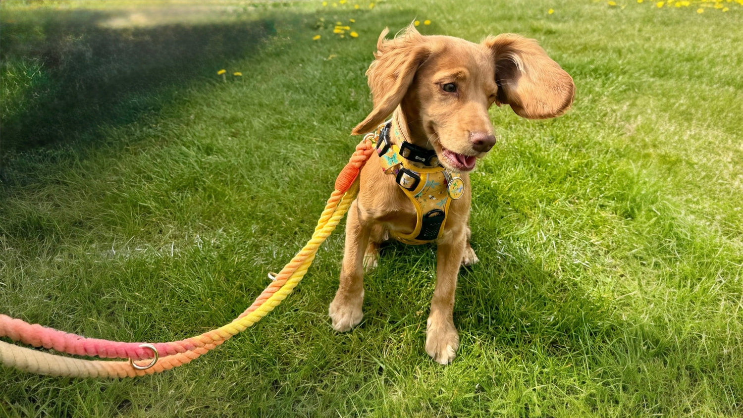 accessories for dogs that pull
