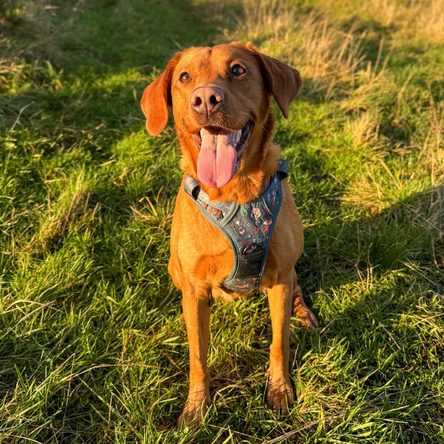 Shop for large size dogs