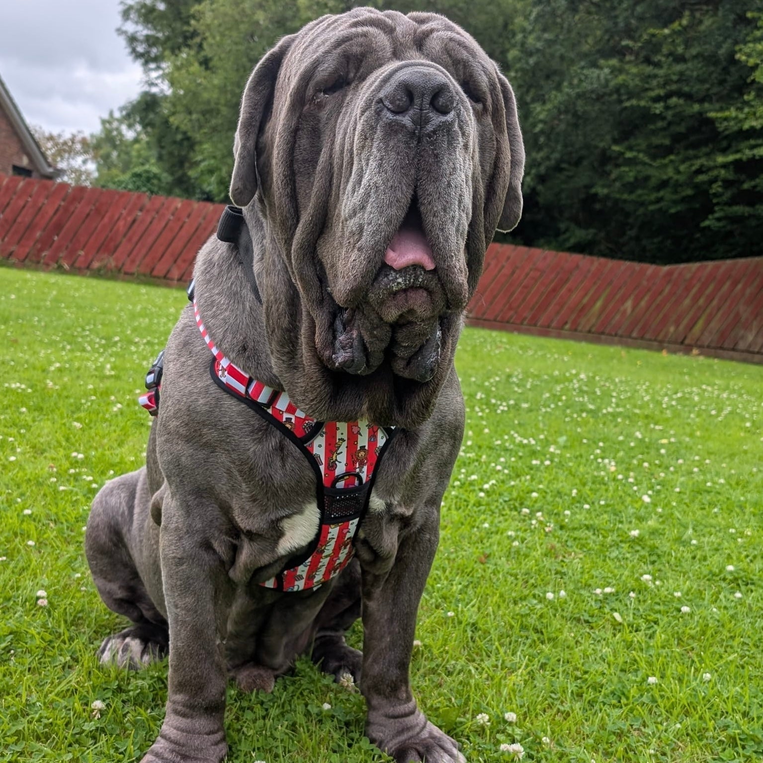 mastiff XL dog harness
