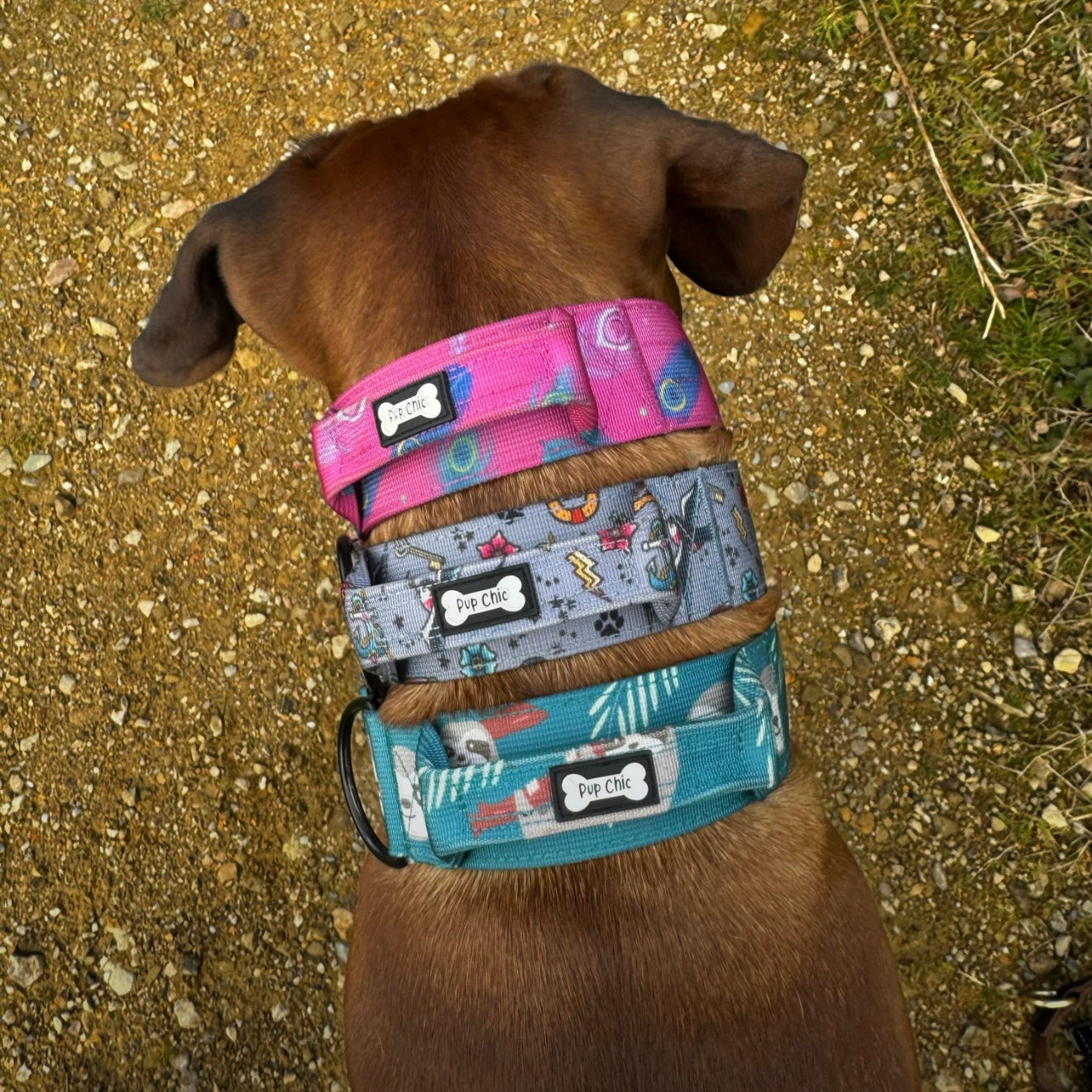Large dog wearing multiple tactical dog collars with handle to show off the range