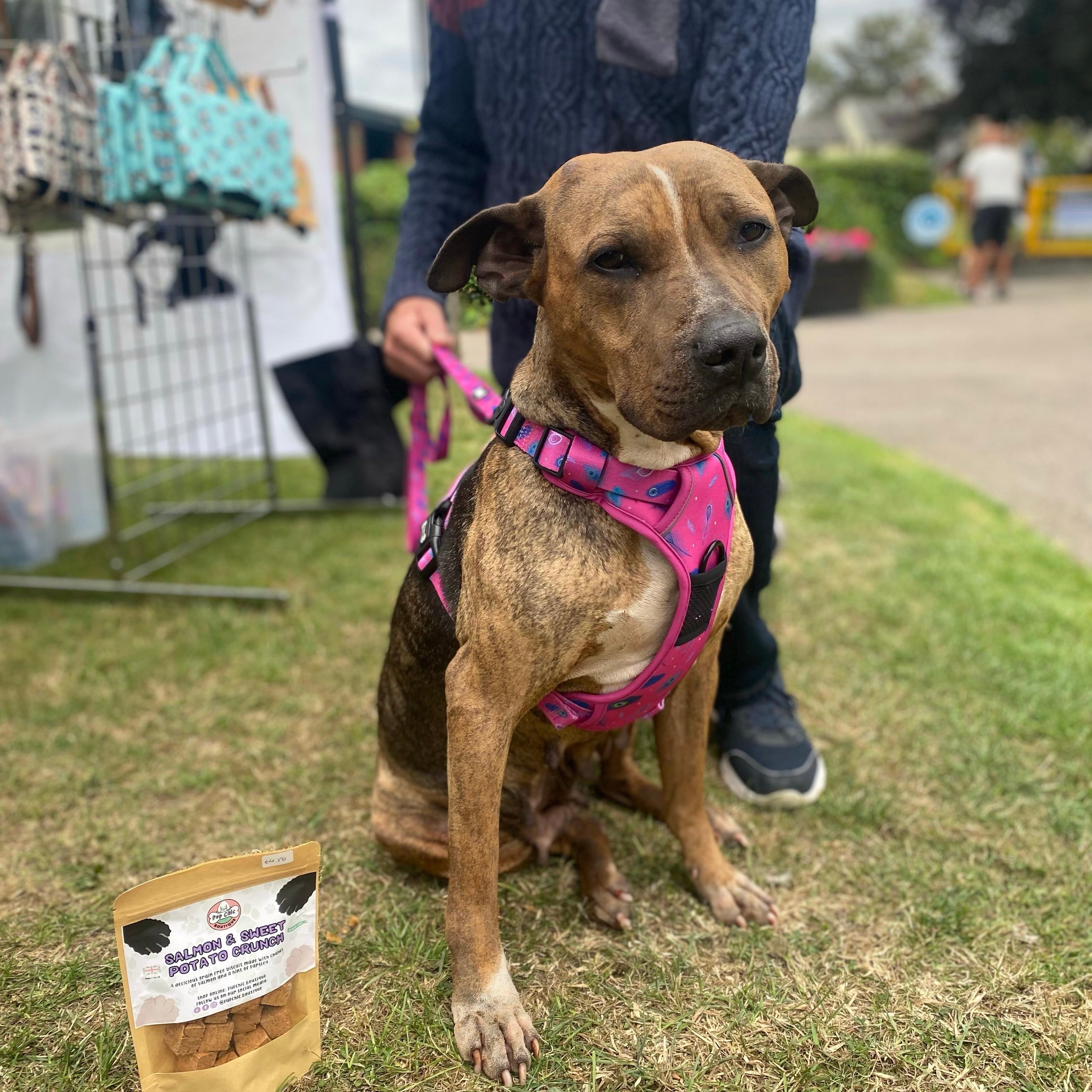 Adjustable Dog Harnesses - Pup Chic Boutique