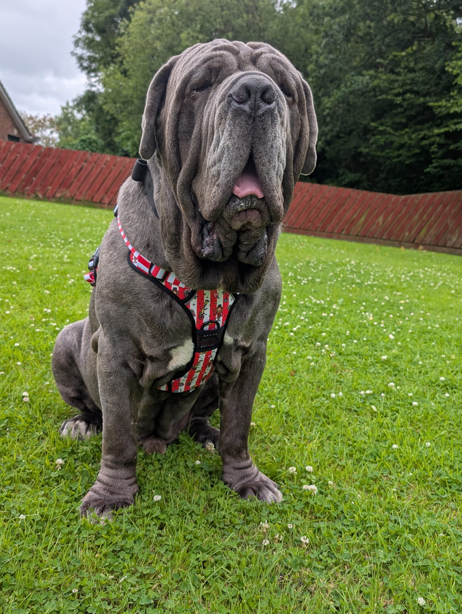 Large dog harnesses - Pup Chic Boutique