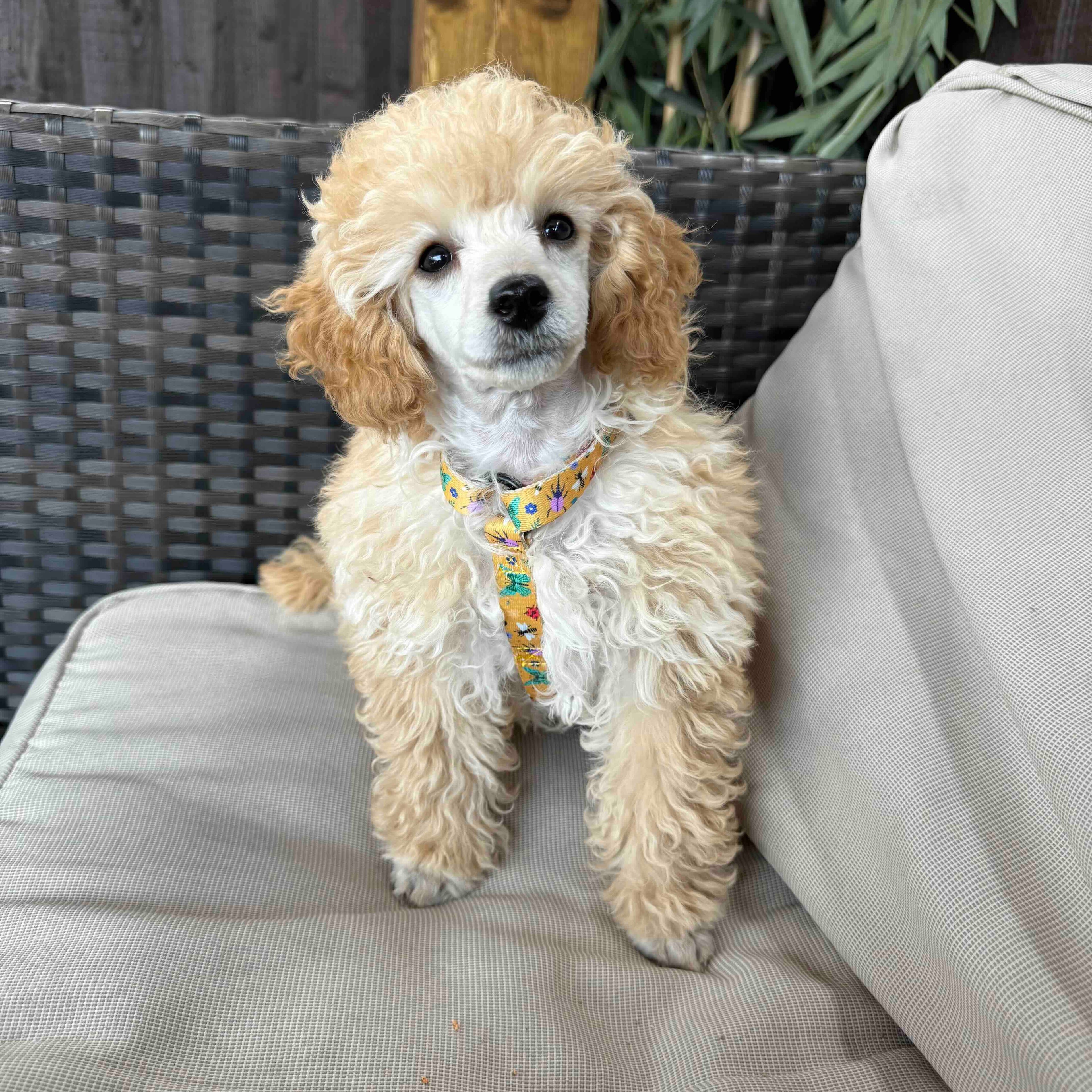 Puppy Essentials – Everything You Need for Your New Puppy - Pup Chic Boutique